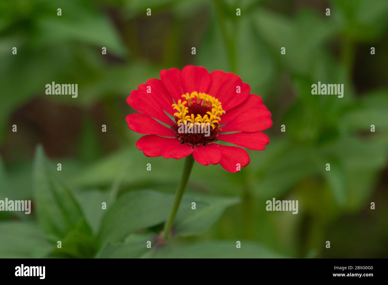 A close-up of a beautifully attractive Red Zinnia (Zinnia violacea), in the garden. Stock Photo