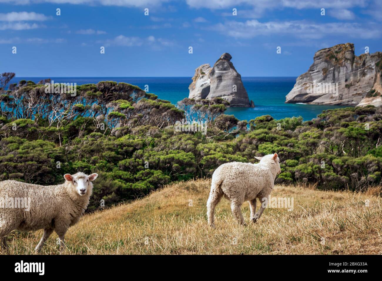 New Zealand Famous Sheep High Resolution Stock Photography and Images