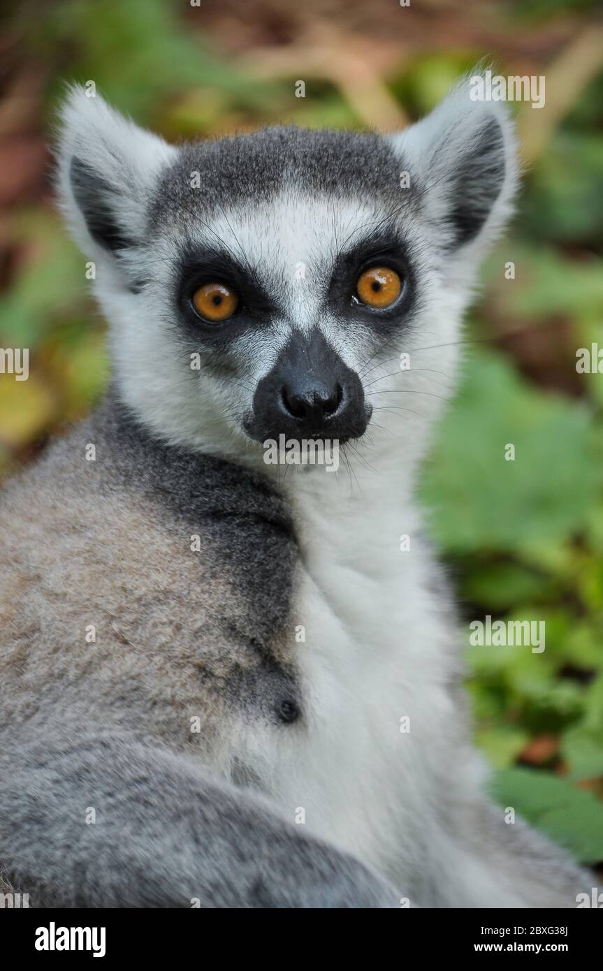 Ringtailed lemur is instantly recognisable due to its long, bushy