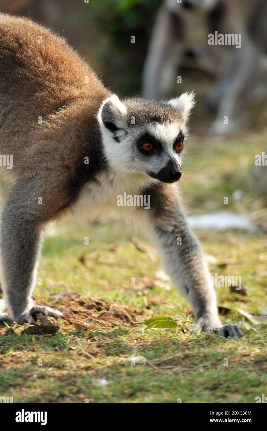 Ringtailed lemur is instantly recognisable due to its long, bushy