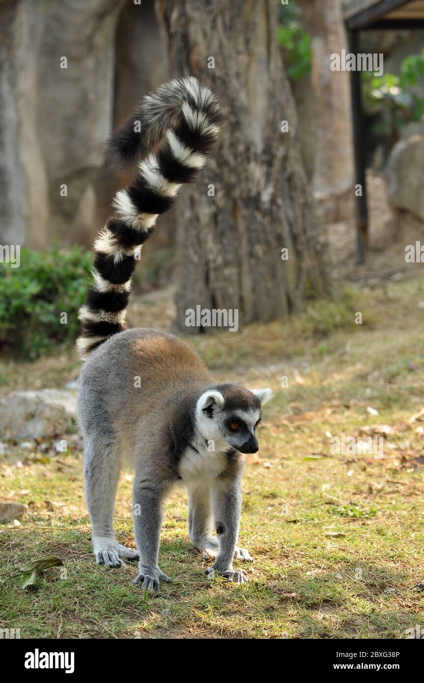 Ringtailed lemur is instantly recognisable due to its long, bushy