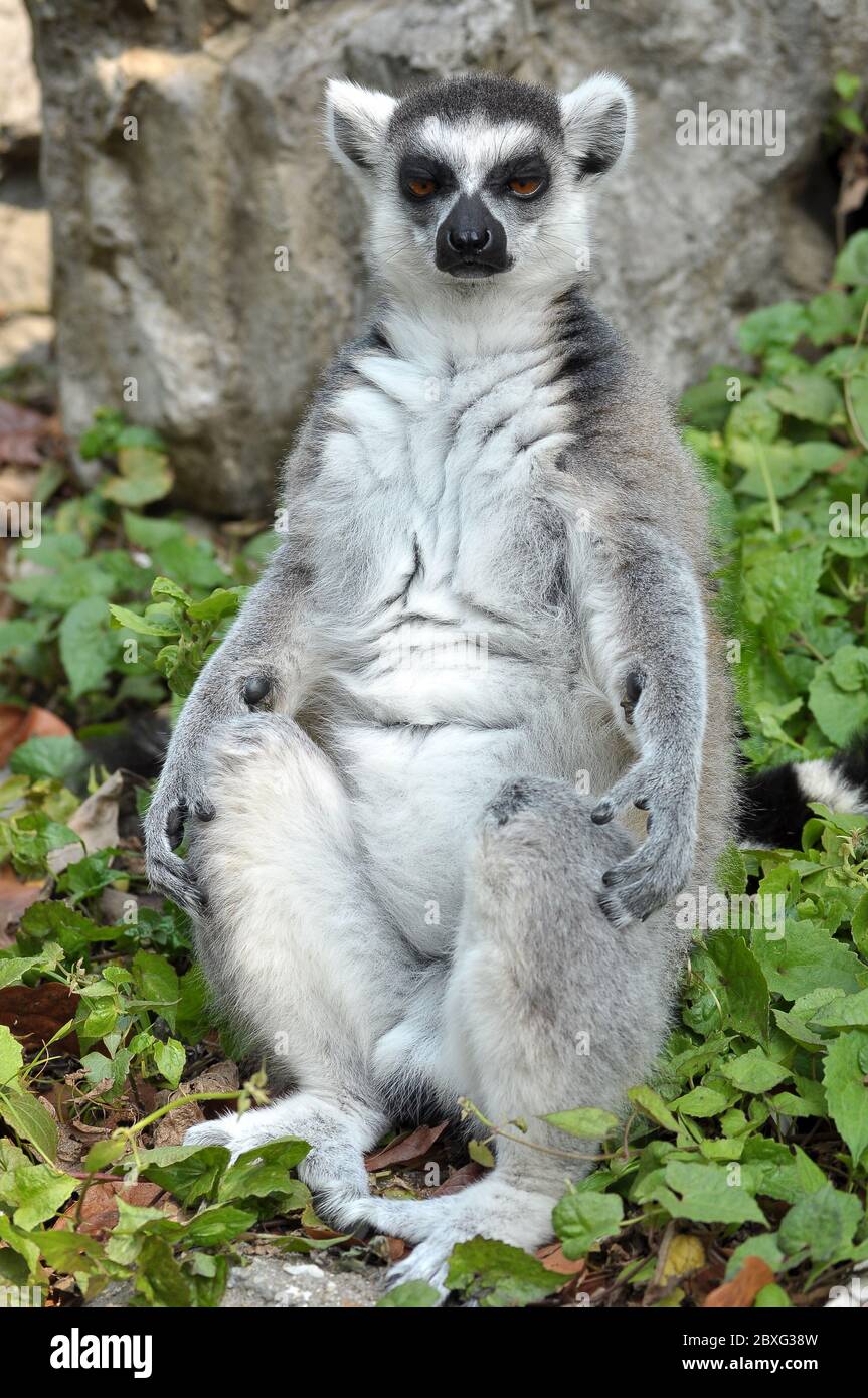 Ring-tailed lemur is instantly recognisable due to its long, bushy, black-and-white ringed tail. Stock Photo