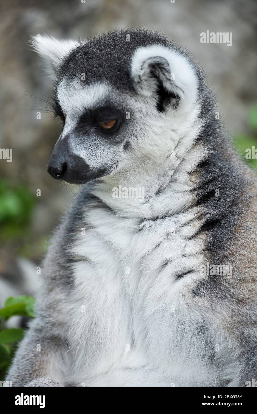 Ringtailed lemur is instantly recognisable due to its long, bushy