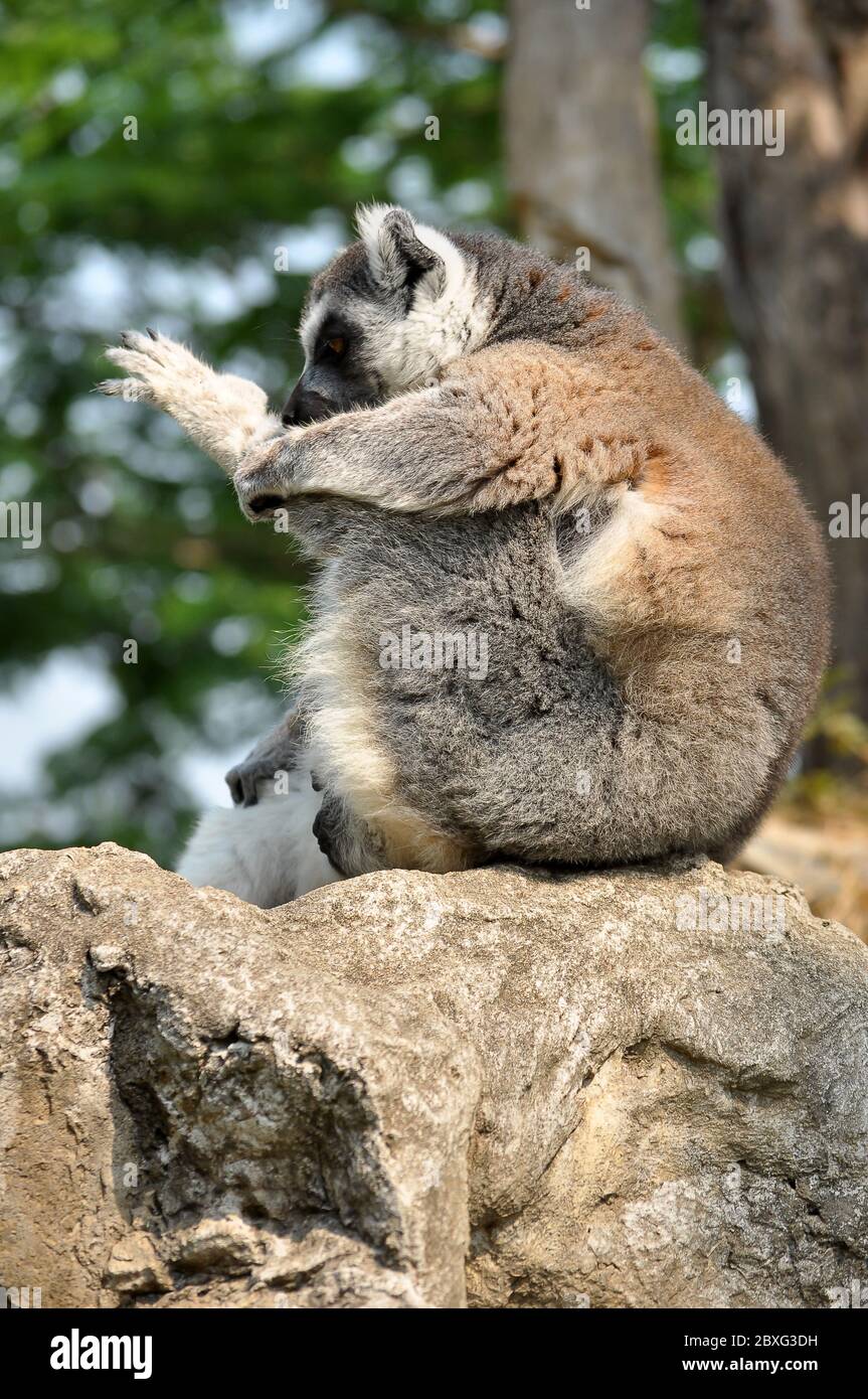 Ringtailed lemur is instantly recognisable due to its long, bushy