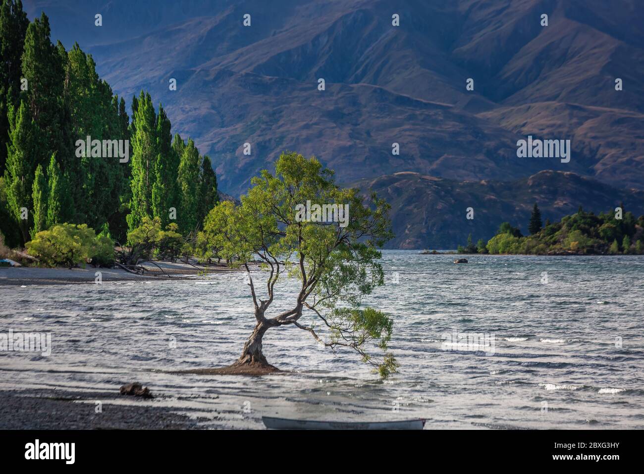 The most photographed tree in New Zealand, Lake Wanaka at sunset Stock