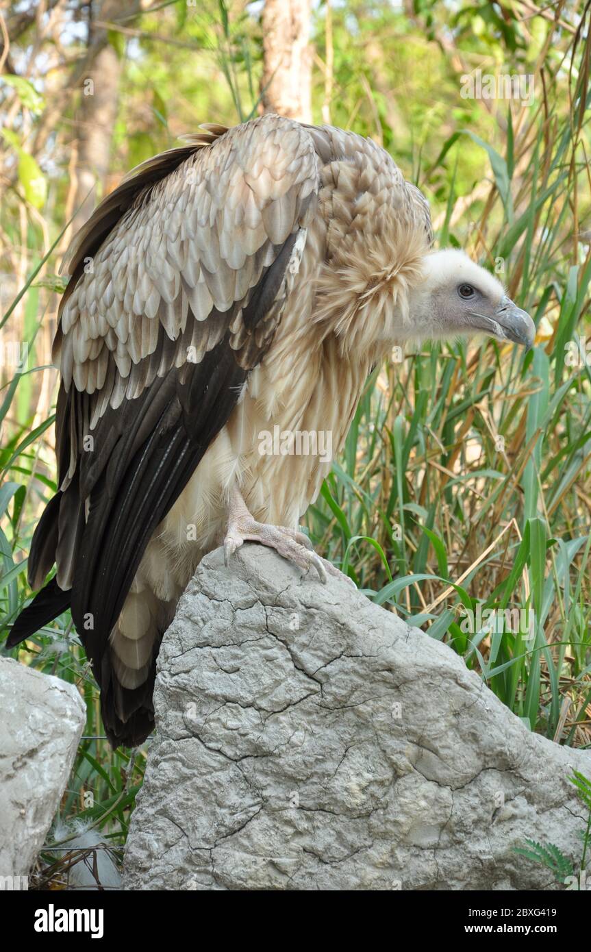 Himalayan vultures hi-res stock photography and images - Alamy