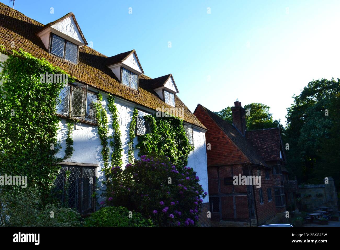 500-year-old Tudor house (15th century) at Chiddingstone, Kent, covered in climbing plants on a sunny day in May Stock Photo