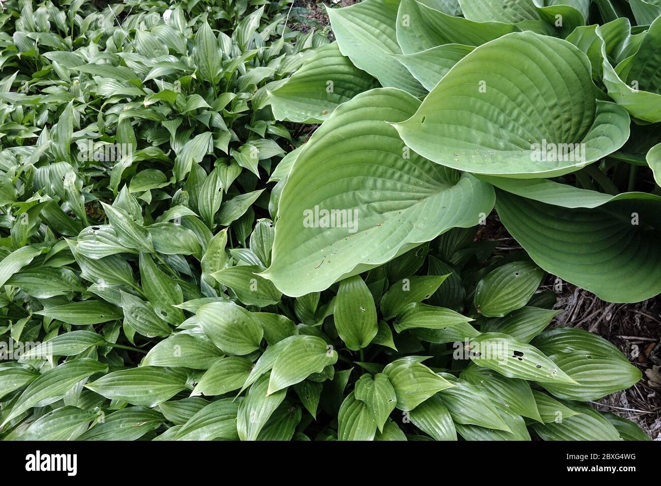 Large leaves Hosta 'Sum and Substance' and other smaller hostas Stock Photo