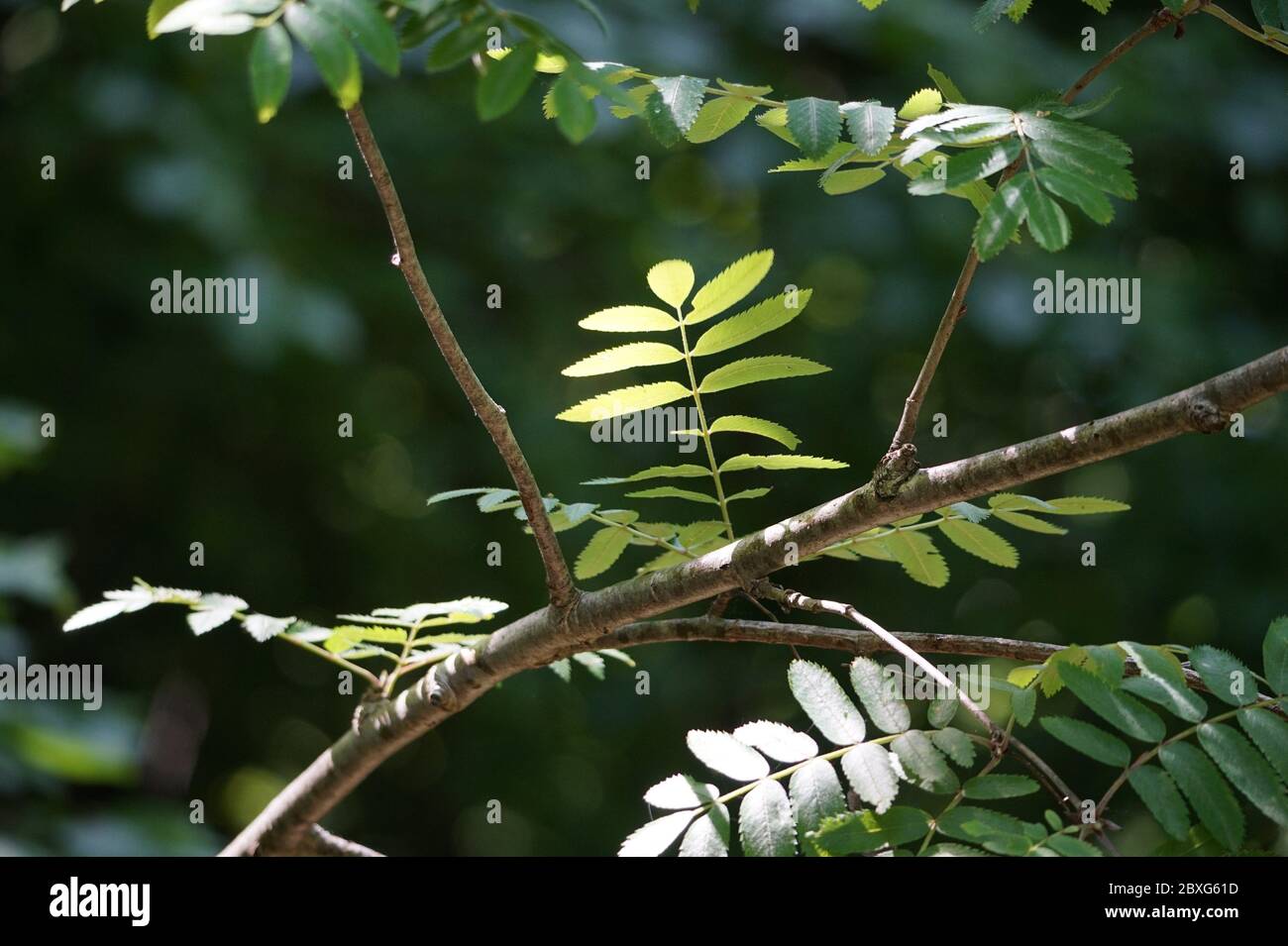 Spring in the Forest Stock Photo