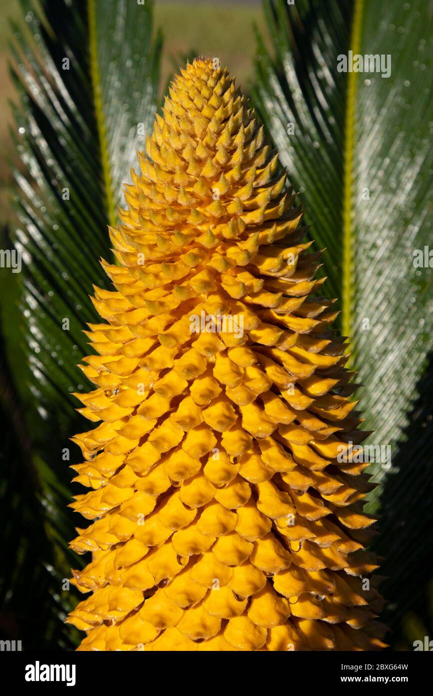 The reproductive structure of a Cycad. The reproductive structure is specifically called a strobilus or cone. Stock Photo