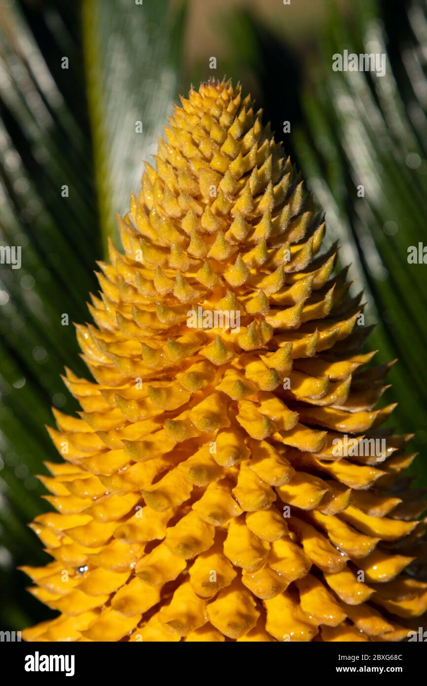 The reproductive structure of a Cycad. The reproductive structure is specifically called a