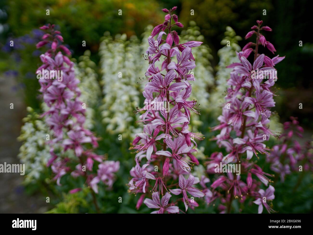 Take A Look About Dictamnus Albus Fraxinella
