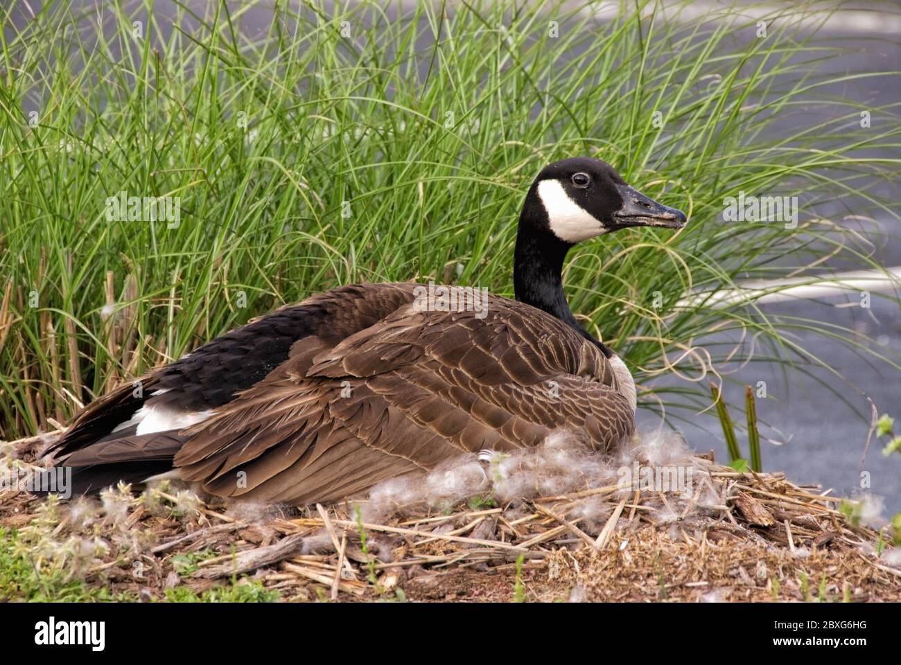 A female Canada goose is sitting on her above ground nest made of feathers  and grasses in a parking lot Stock Photo - Alamy