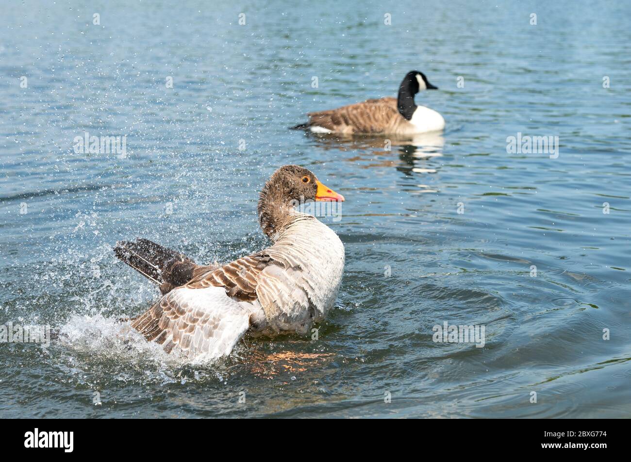 The greylag goose splashing its wings in the water. Stock Photo