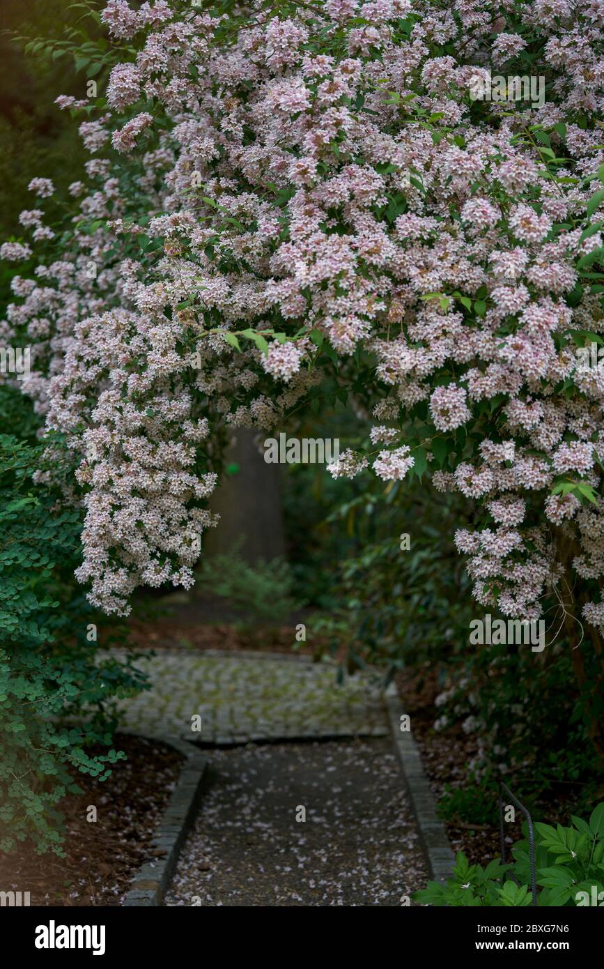 Linnaea amabilis,Kolkwitzia amabilis beauty bush Stock Photo
