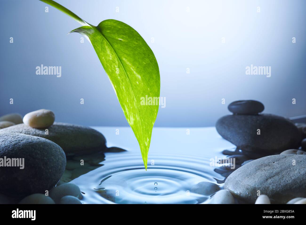 Perfect water drop falling from a leaf into a pond with ripples Blue tones to reflect puddle in night time surrounded by pebbles. Peaceful tranquility Stock Photo