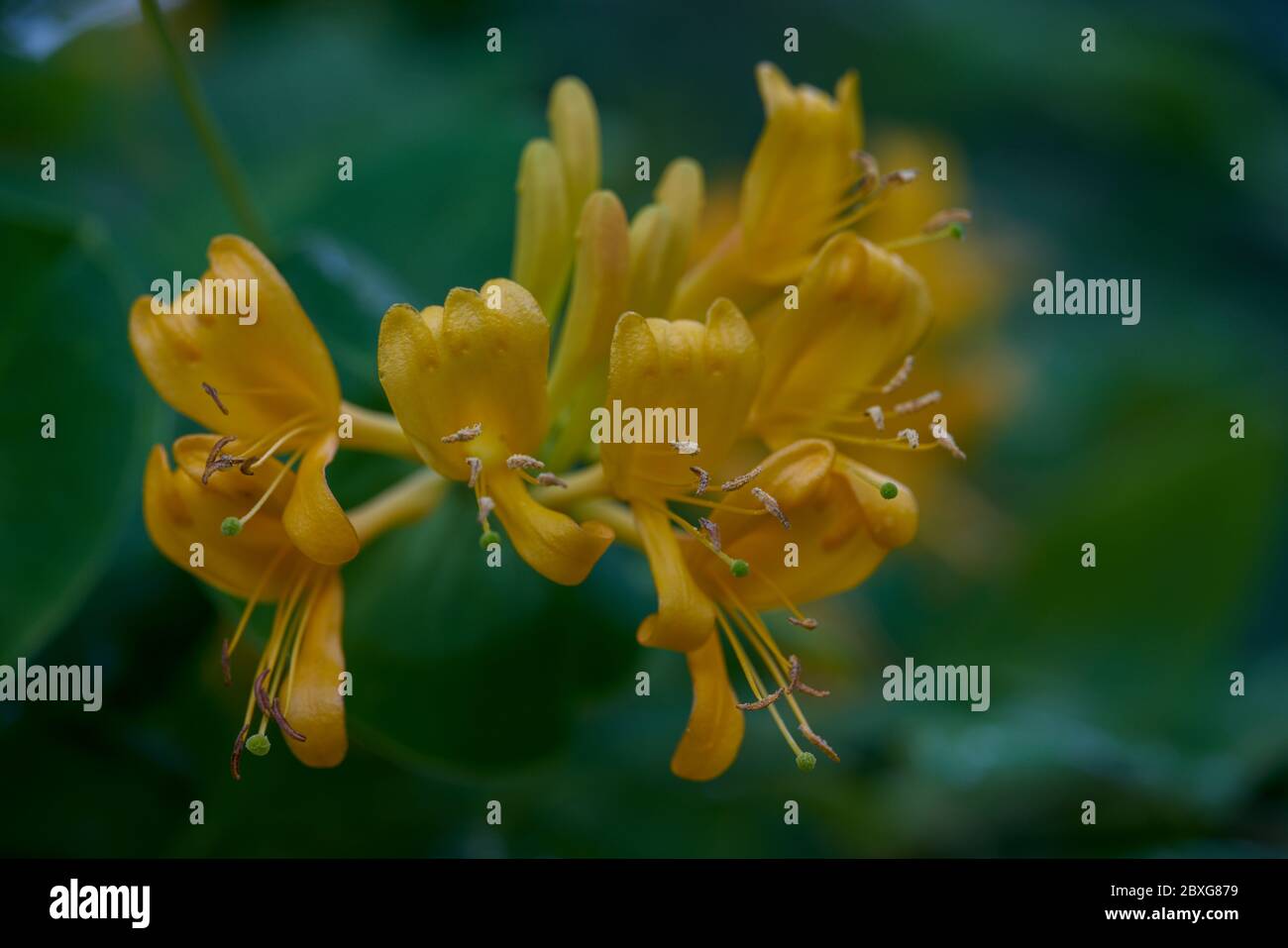 Lonicera tellmanniana honeysuckle woodbine yellow blossom close up