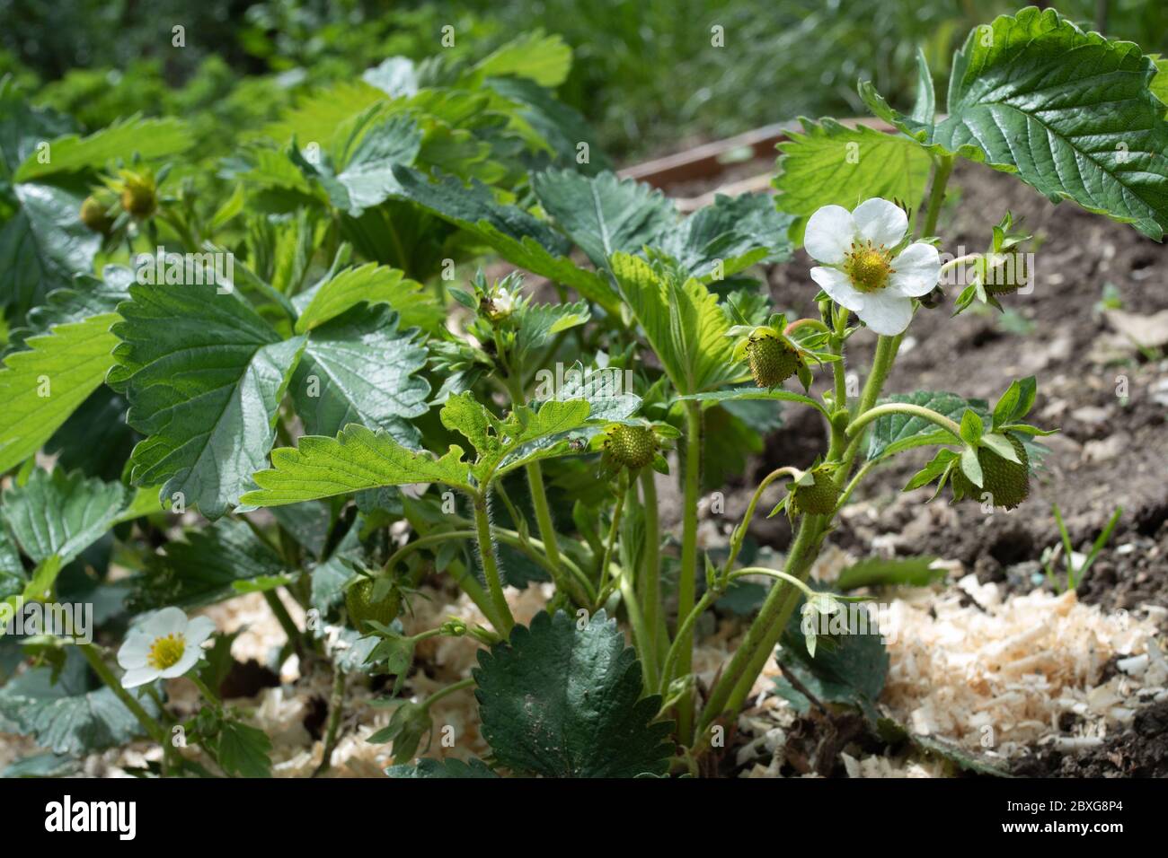 Strawberry plant in the garden Stock Photo - Alamy