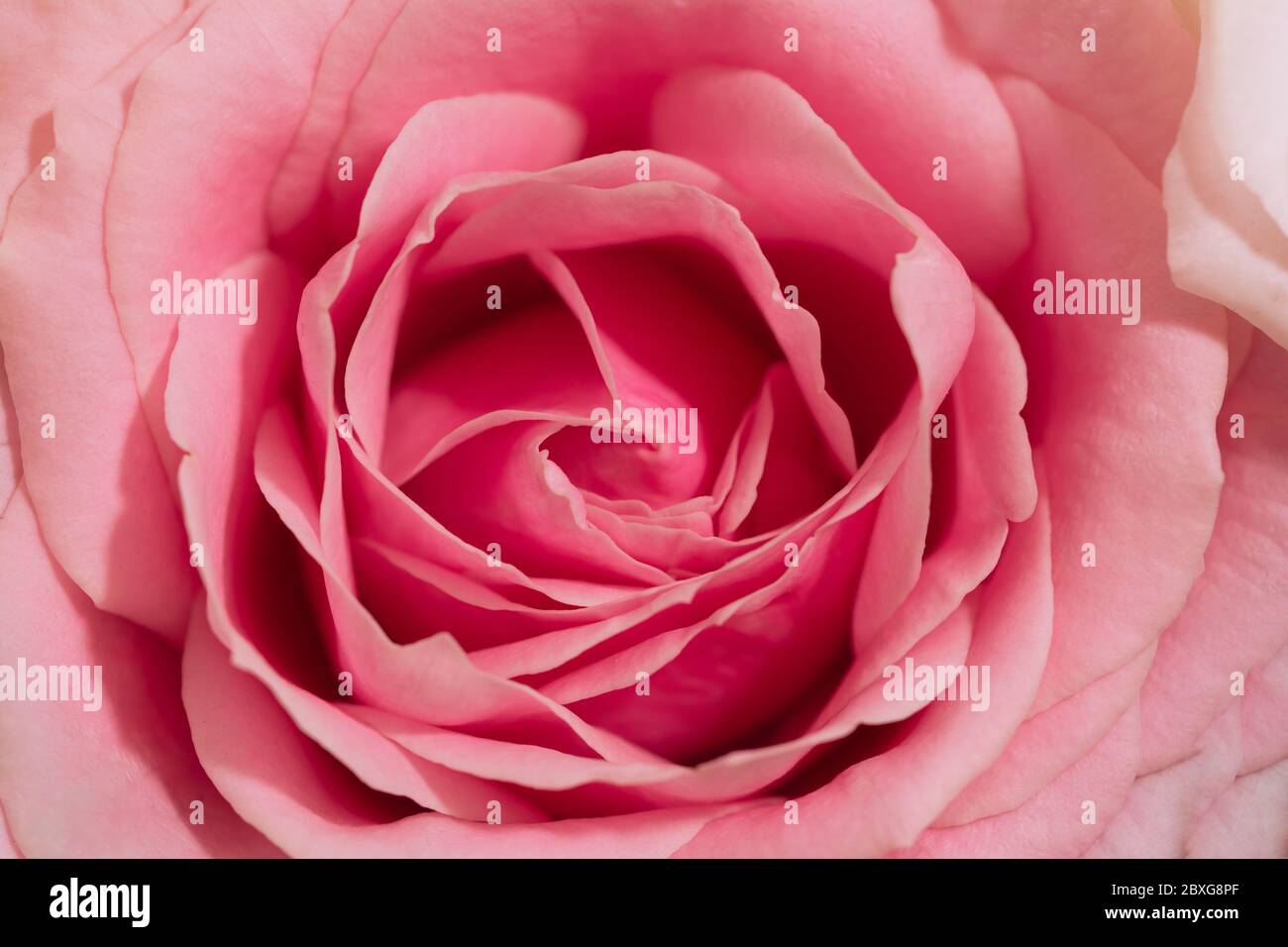 Pink Roses Classic Classic pink rose hi-res stock photography and images - Alamy