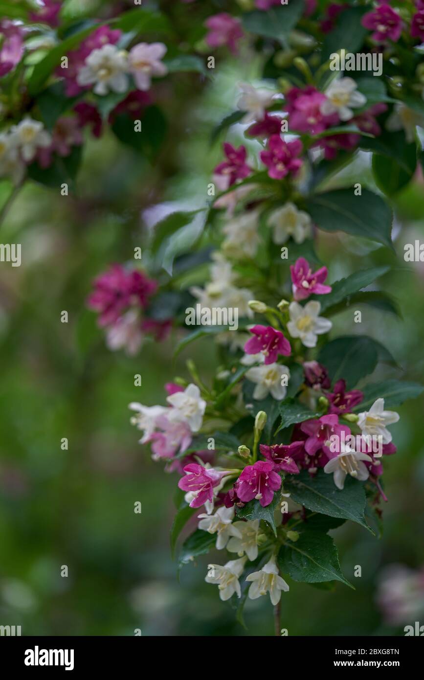 Weigela decora multicolor flowers Stock Photo - Alamy