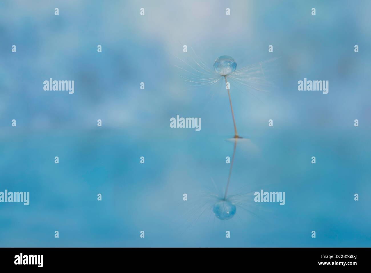 Water droplet on a dandelion seed, England, UK Stock Photo