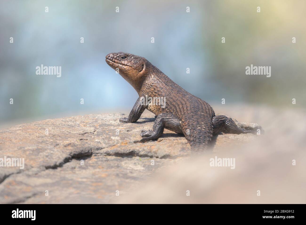 Cunninghams spiny-tailed skink on a rock, Australia Stock Photo