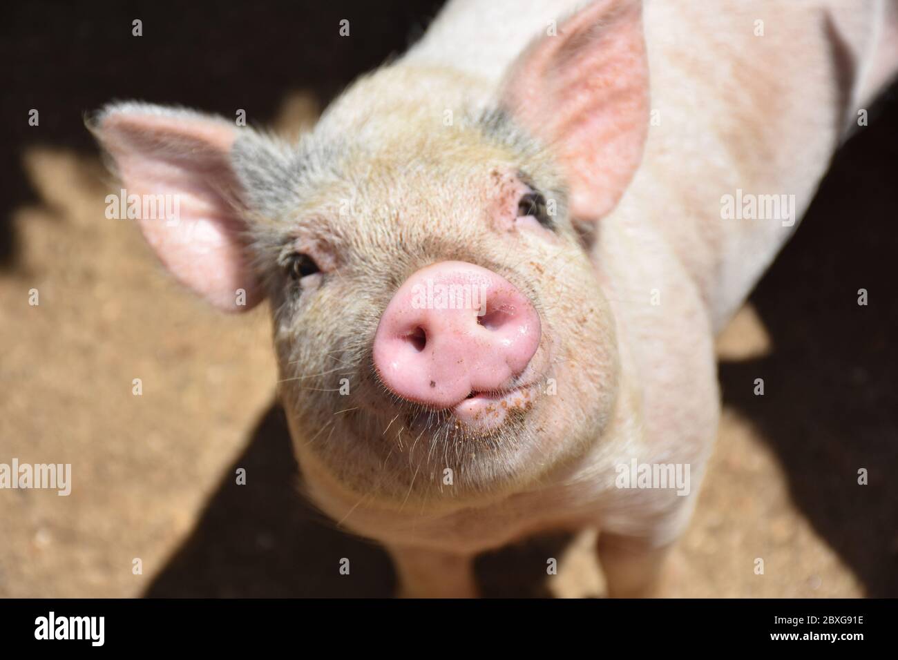 Wirey hairs along the snout of a very cute pig Stock Photo Alamy
