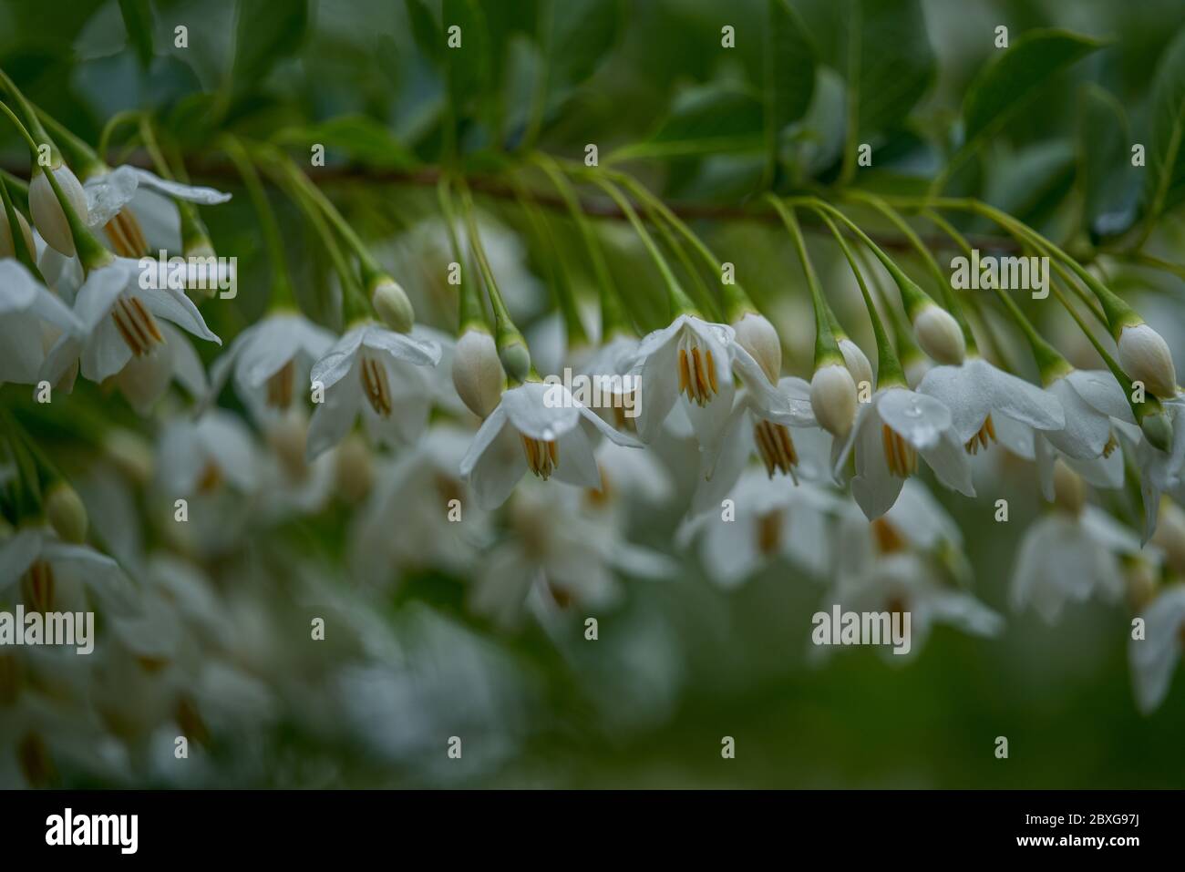 Styrax japonicus the Japanese snowbell flowers close up Stock Photo