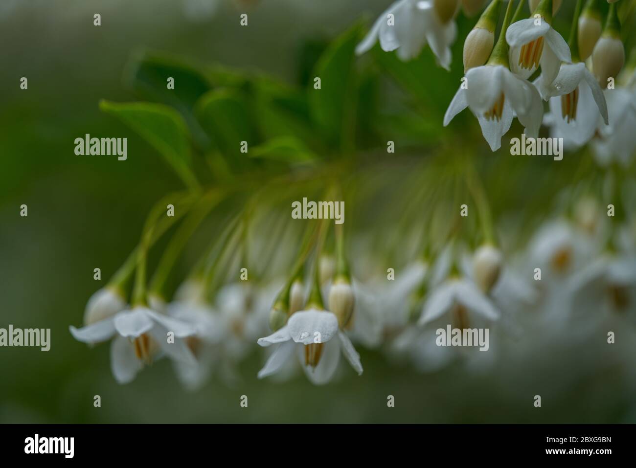 Styrax japonicus the Japanese snowbell flowers close up Stock Photo