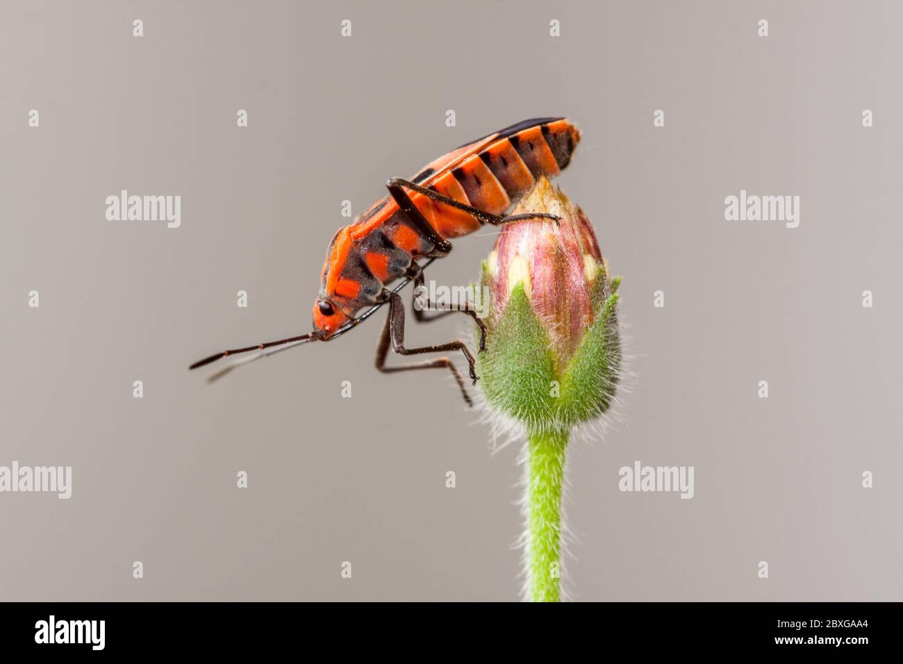 Portrait of an insect on a flower bud, Indonesia Stock Photo - Alamy