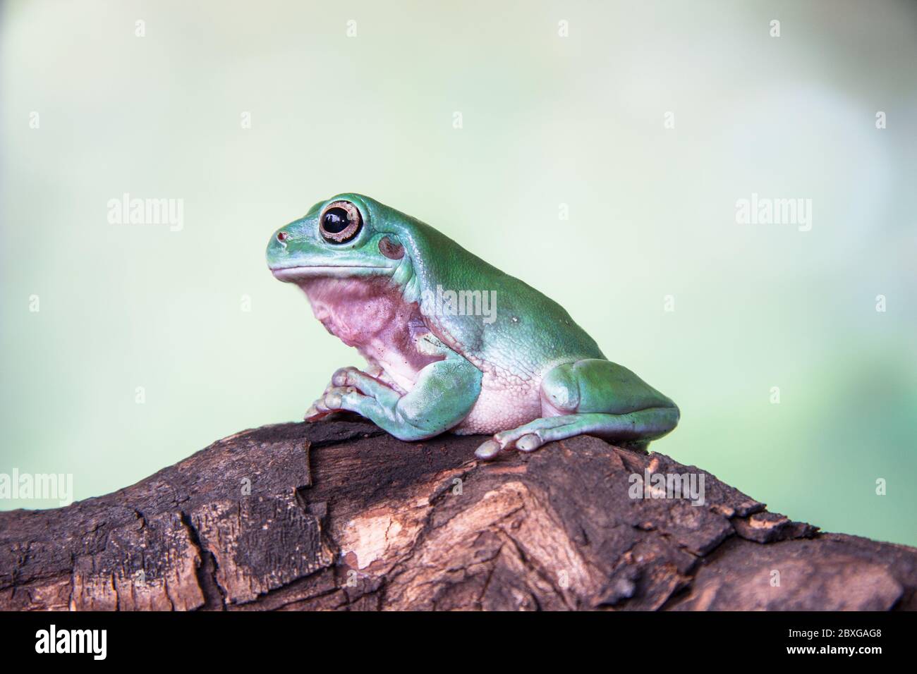 Close-up of a dumpy tree frog on a branch, Indonesia Stock Photo - Alamy