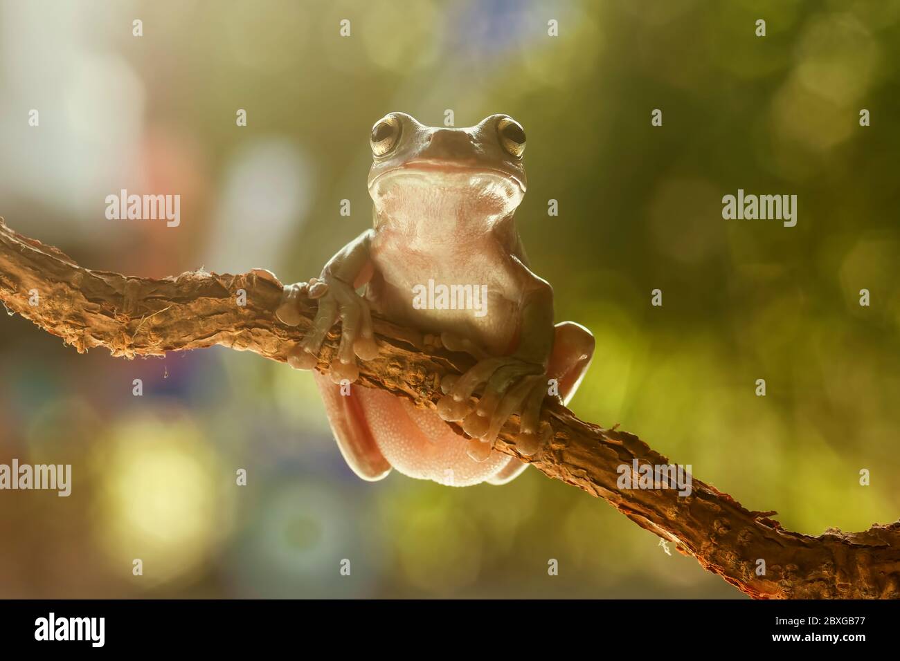 Close-up of a dumpy tree frog on a branch, Indonesia Stock Photo