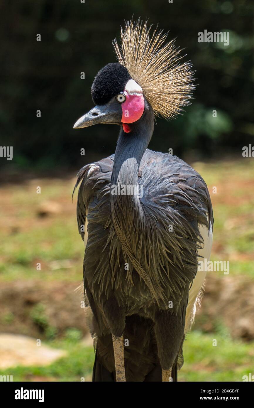 Portrait of a grey crowned crane, Indonesia Stock Photo