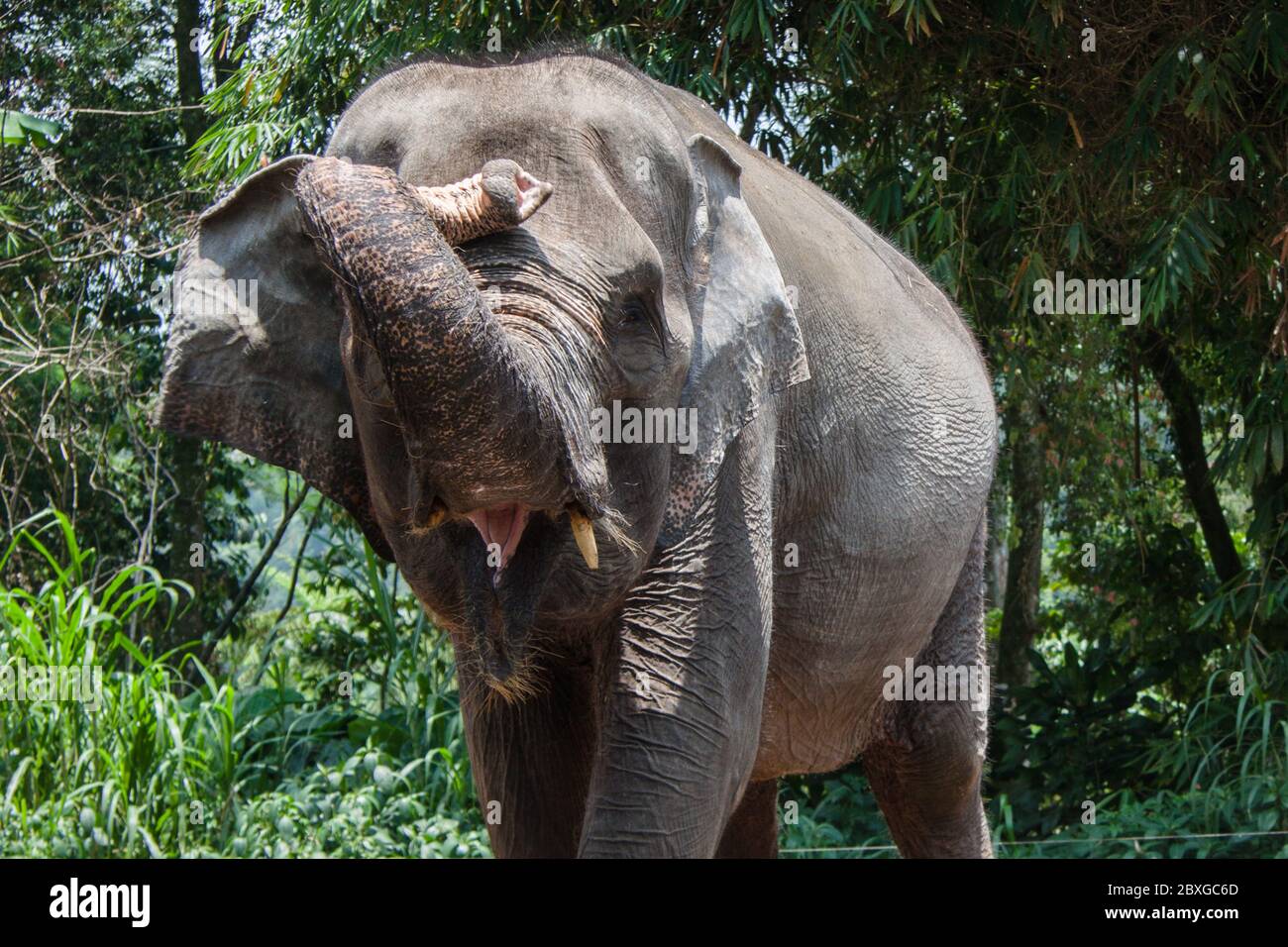 Portrait of an Asian elephant, Indonesia Stock Photo
