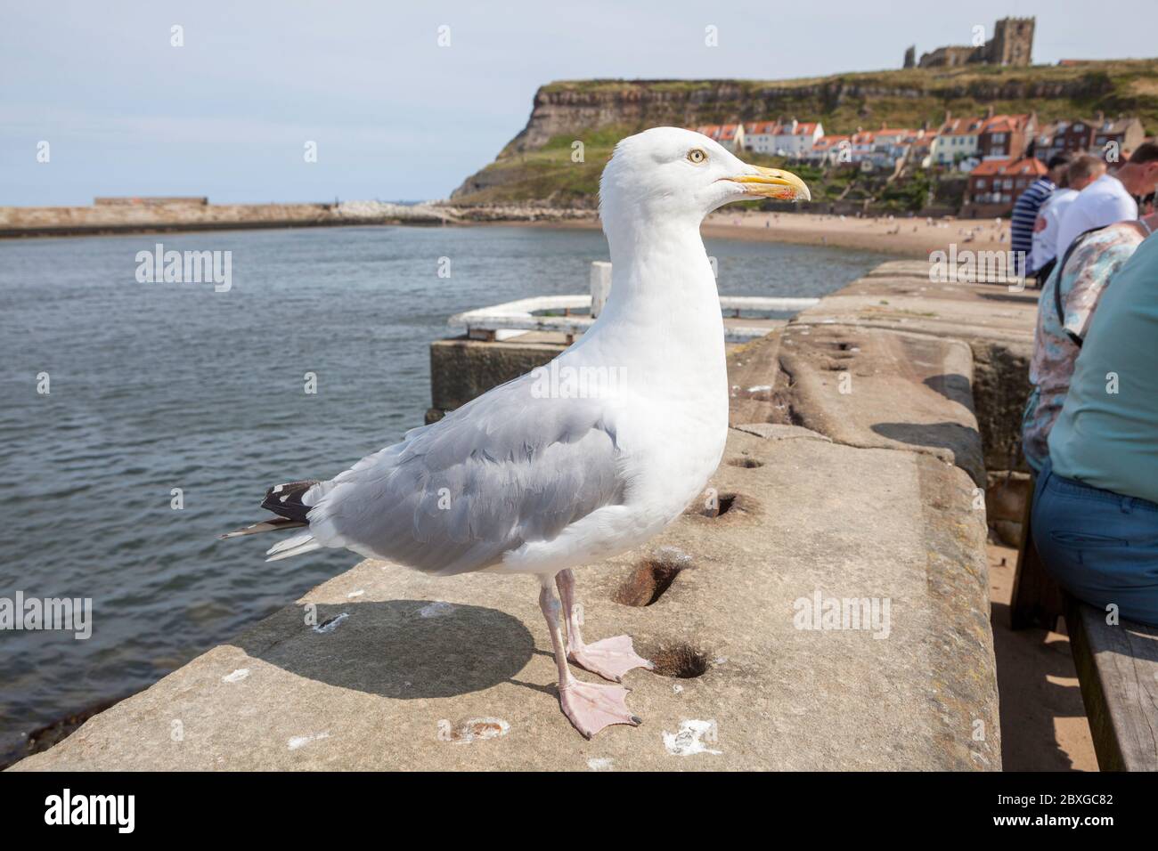 A herring gull standing on the sea wall at Whitby in North Yorkshire Stock Photo