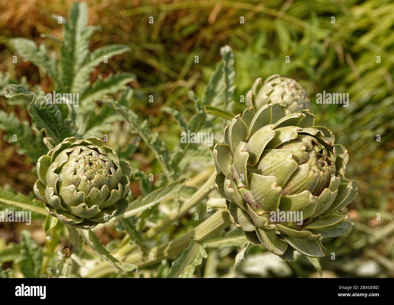 Close up of the heads of French artichokes Stock Photo Alamy