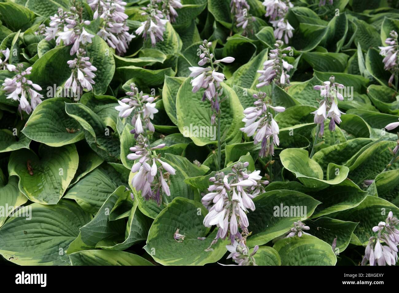 Hosta Fools Gold Stock Photo Alamy