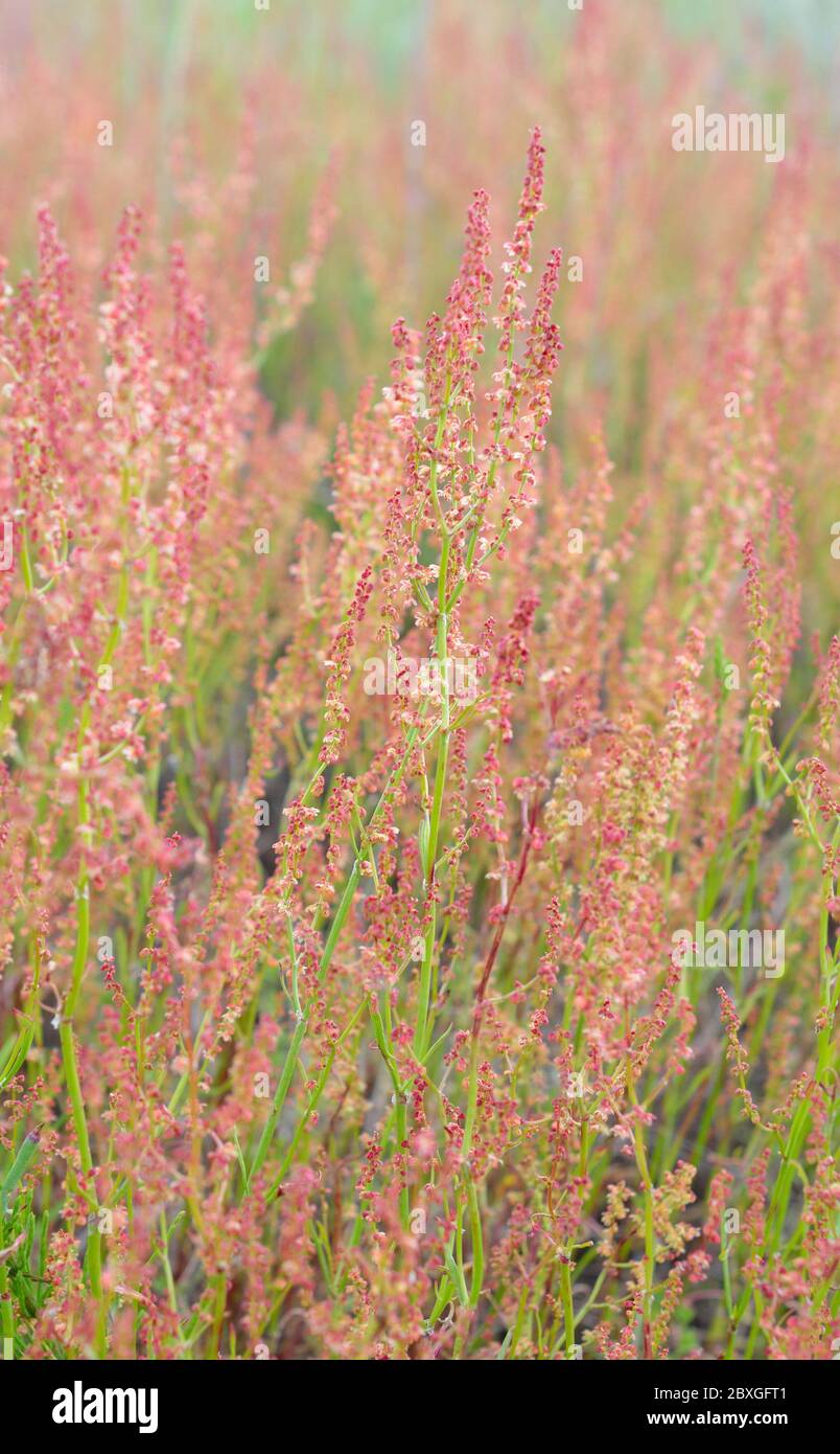 Rumex acetosella, commonly known as red sorrel, sheep's sorrel, field sorrel and sour weed Stock Photo