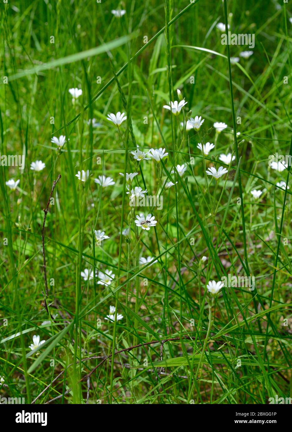 Cerastium fontanum, also called mouse-ear chickweed, common mouse-ear, or starweed. Stock Photo