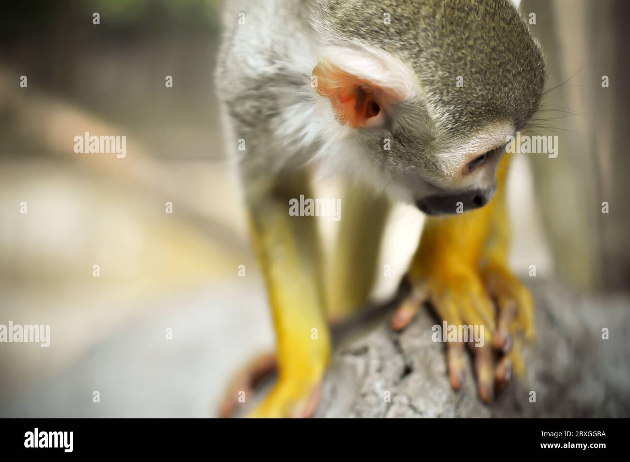 Squirrel monkeys live in the tropical forests of Central and South America. Stock Photo