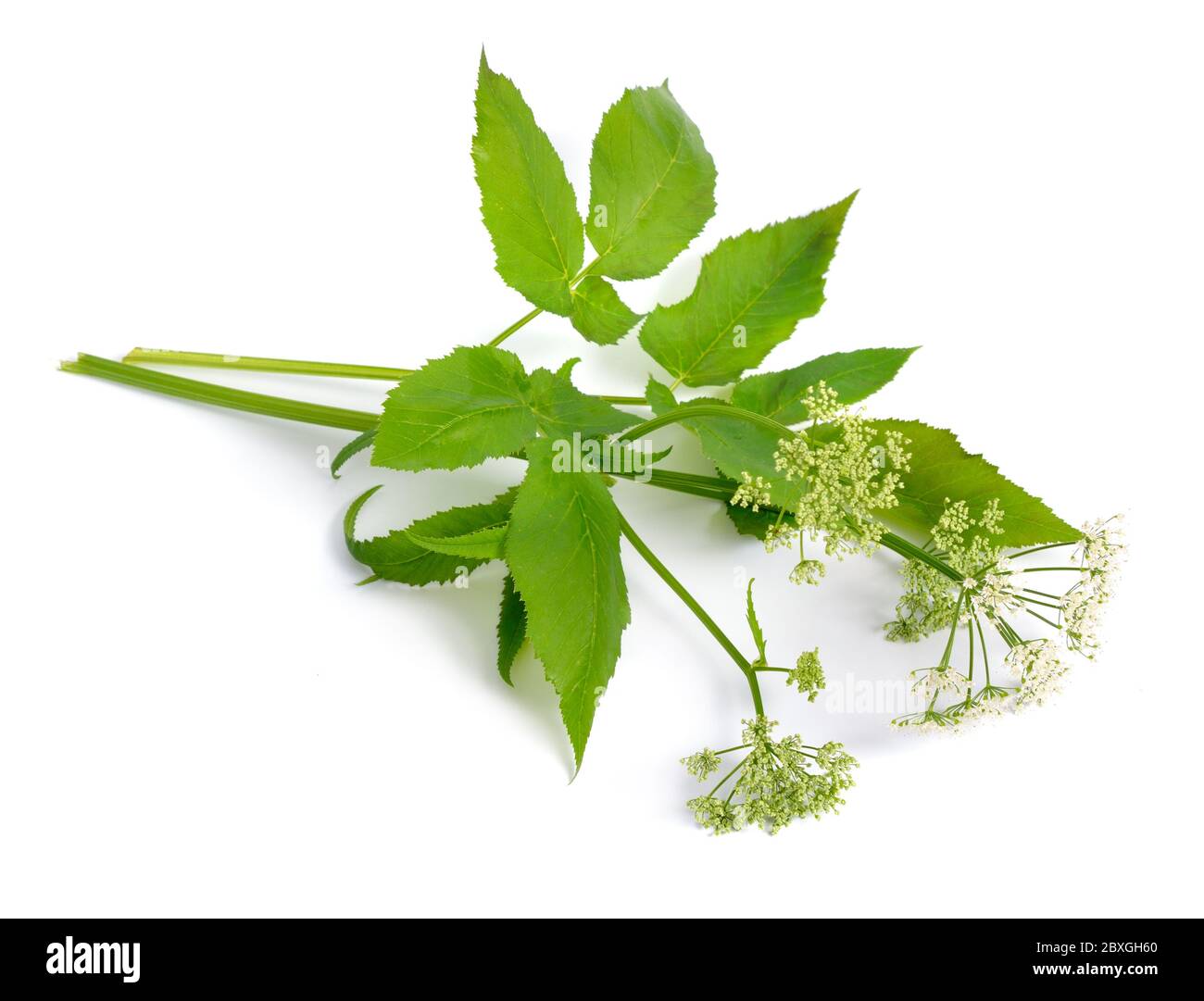Aegopodium podagraria or ground elder, herb gerard, bishop's weed, goutweed, gout wort, and snow-in-the-mountain. Stock Photo