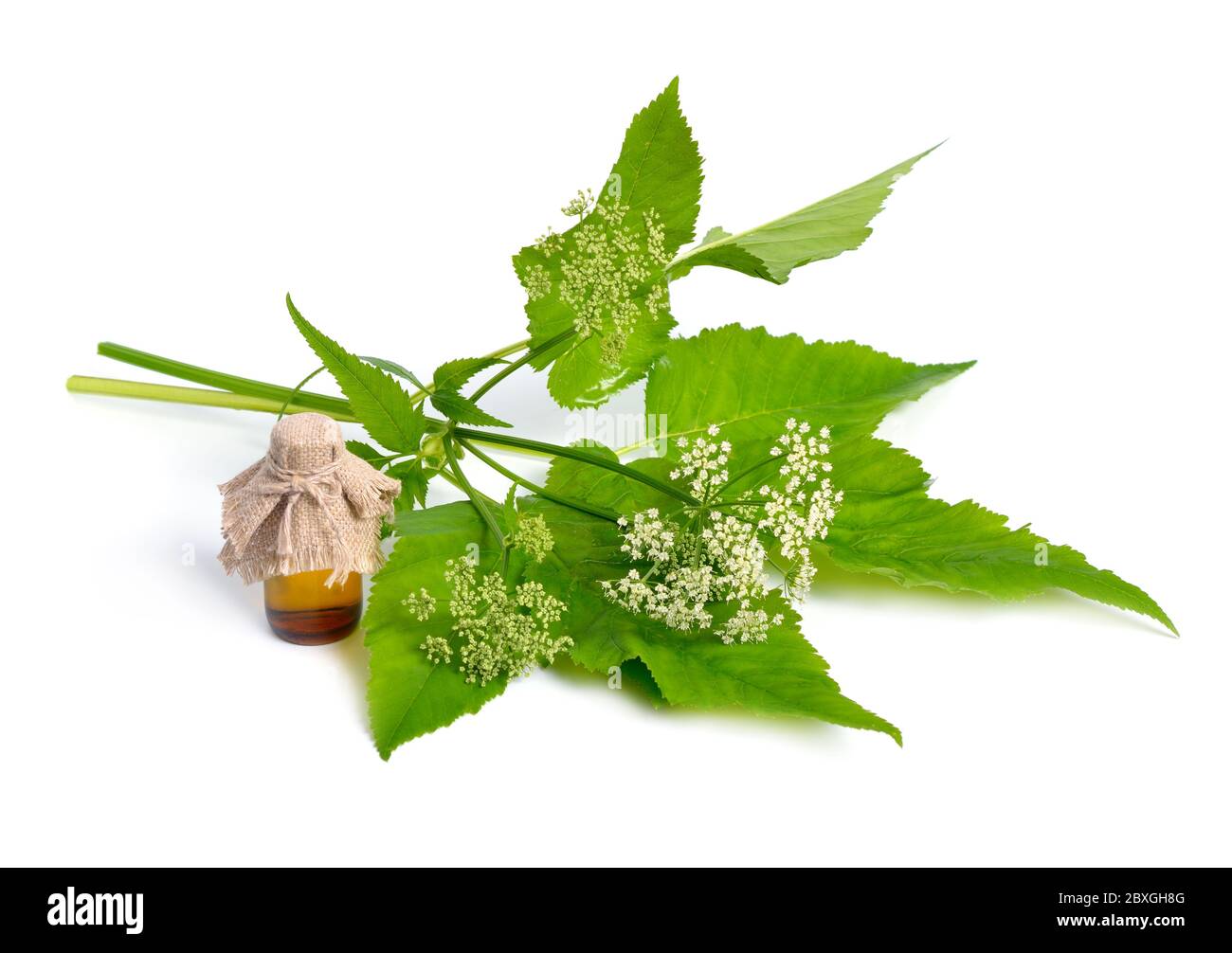 Aegopodium podagraria or ground elder, herb gerard, bishop's weed, goutweed, gout wort, and snow-in-the-mountain. Stock Photo