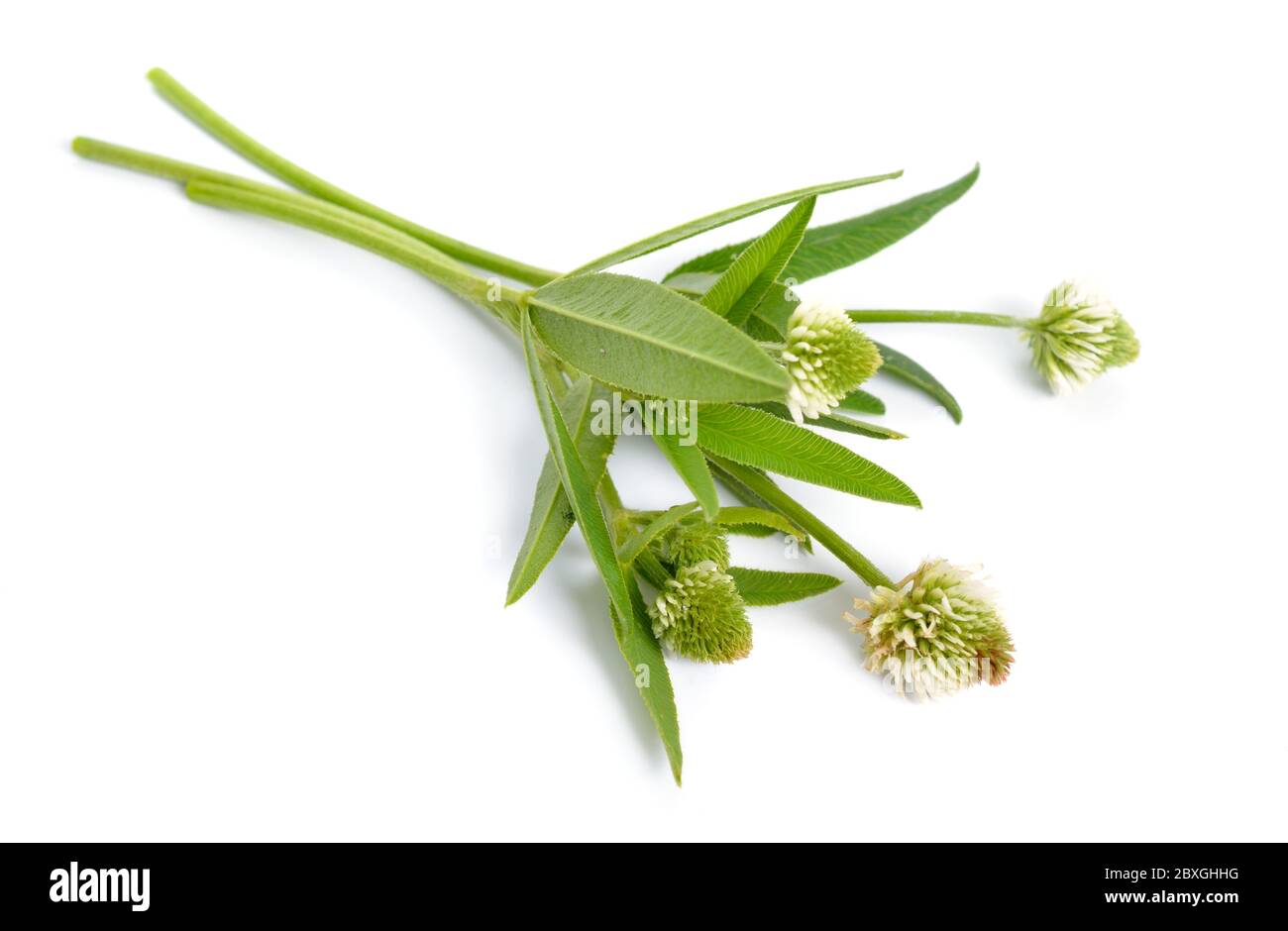 Trifolium montanum, the mountain clover. Isolated on white background Stock Photo