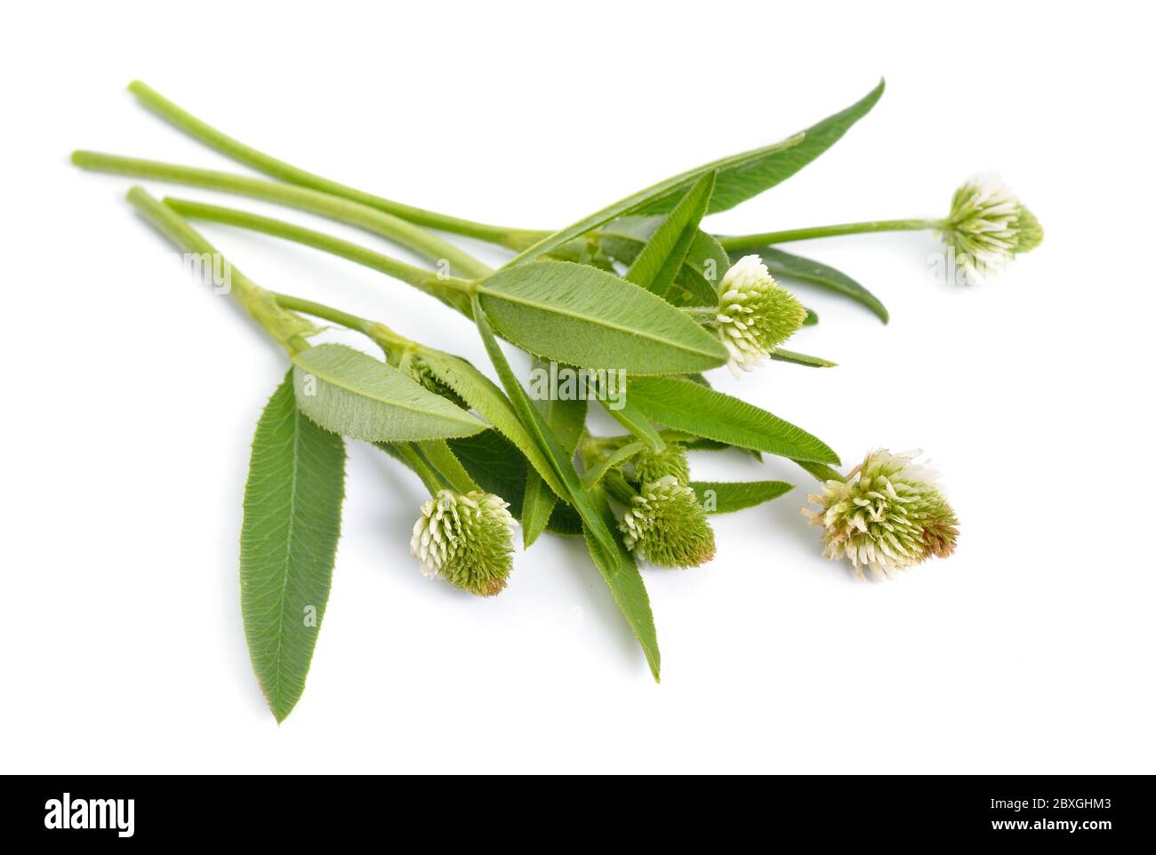 Trifolium montanum, the mountain clover. Isolated on white background Stock Photo