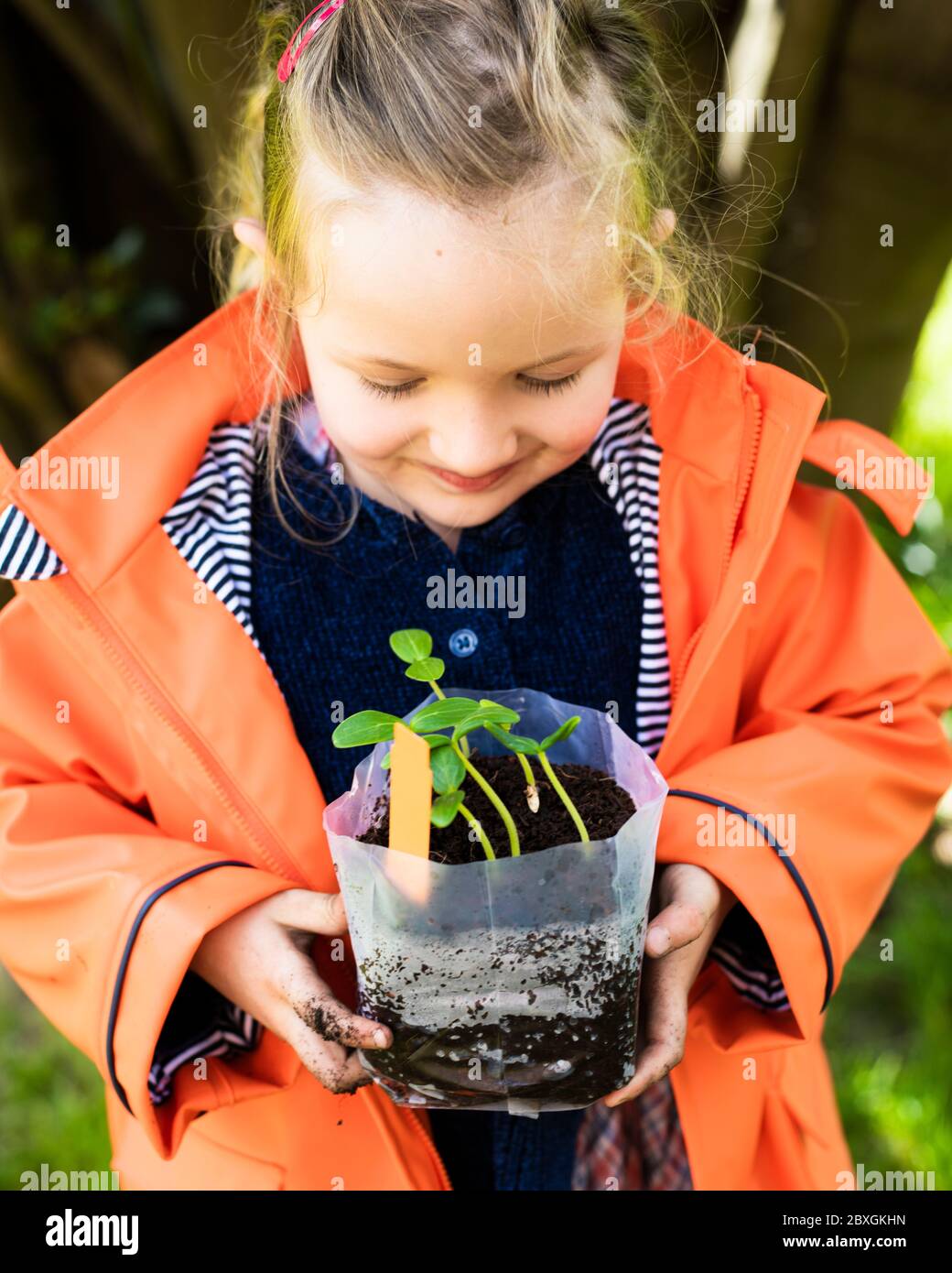 4 year old girl planting and gardening, planting out cucumber plants, wearing orange/purple rain coat, sunny day, pre-schooler helps in garden Stock Photo