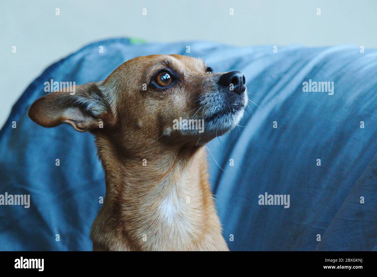 Mixed breed small dog looking lovingly off camera. with a grey snout. Stock Photo