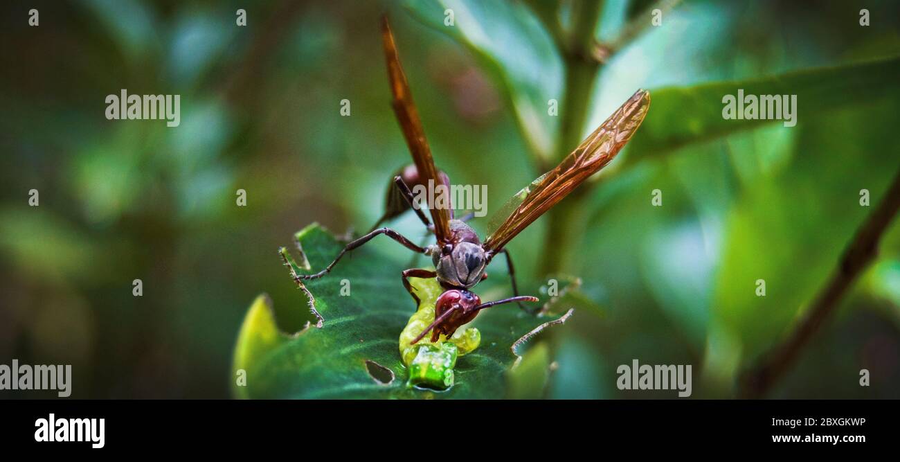 Beautifully back-lit wasp/hornet eating a worm on a green leafy background.Close up of nature showing hunting to survive. Stock Photo