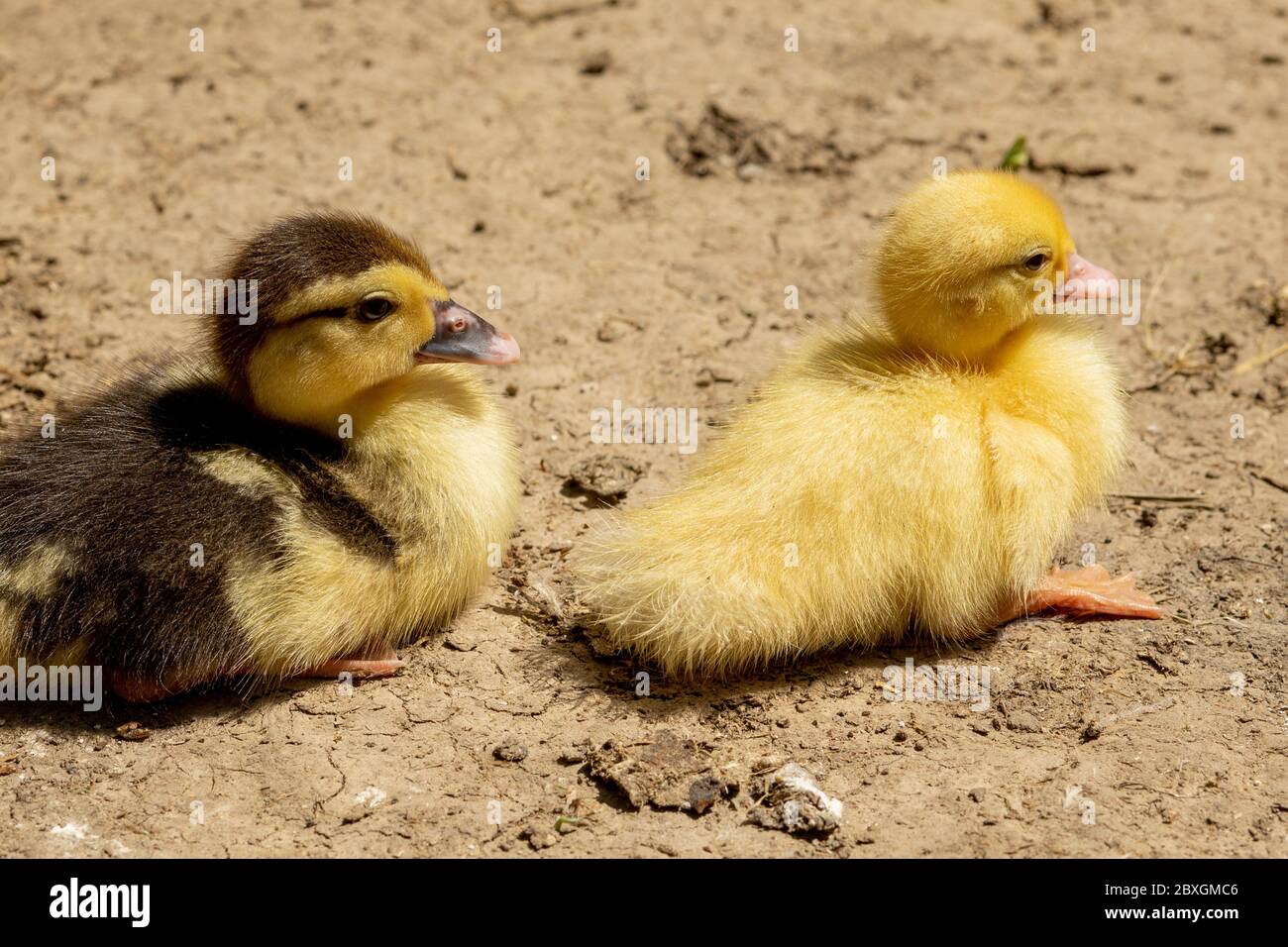 Mother duck with her ducklings. There are many ducklings following the