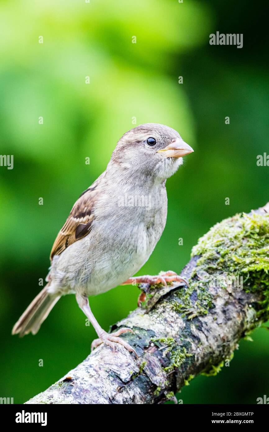 House sparrow chick in mid Wales during Springtime Stock Photo Alamy