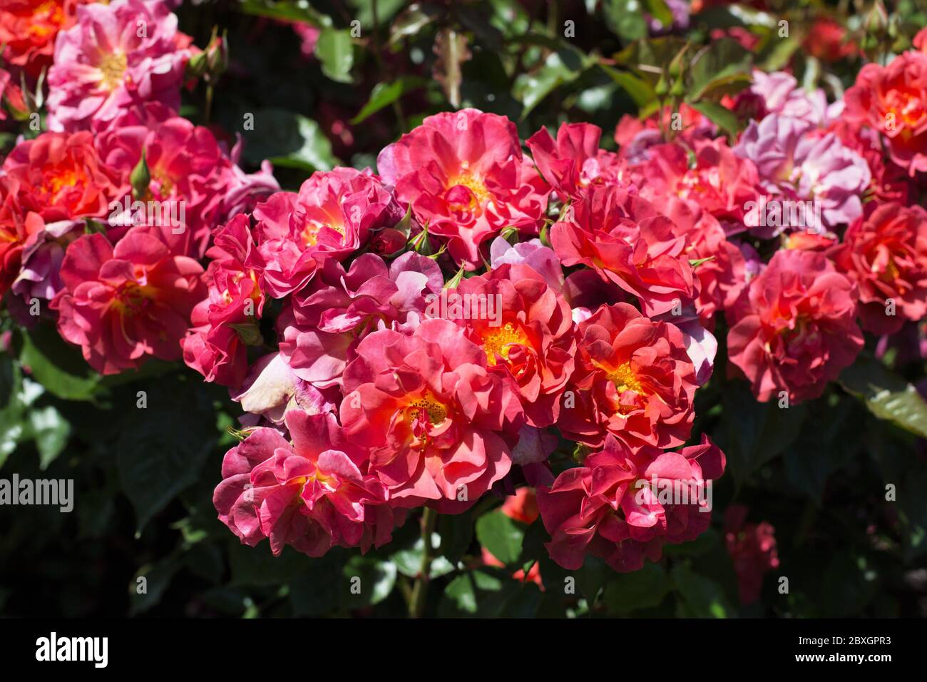Rosa 'Brown Velvet' Stock Photo - Alamy